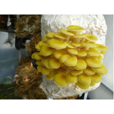 Мицелий Вешенки лимонно-желтой / золотой (Pleurotus citrinopileatus) Мицелий Вешенки лимонно-желтой / золотой (Pleurotus citrinopileatus)